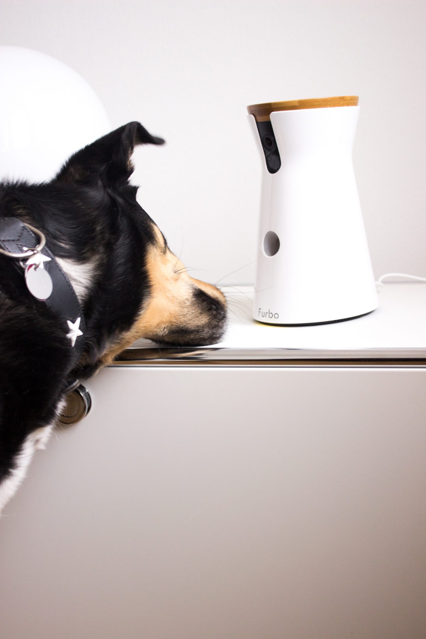 Furbo Hundekamera: Hund beschäftigen, auch wenn du nicht zuhause bist!